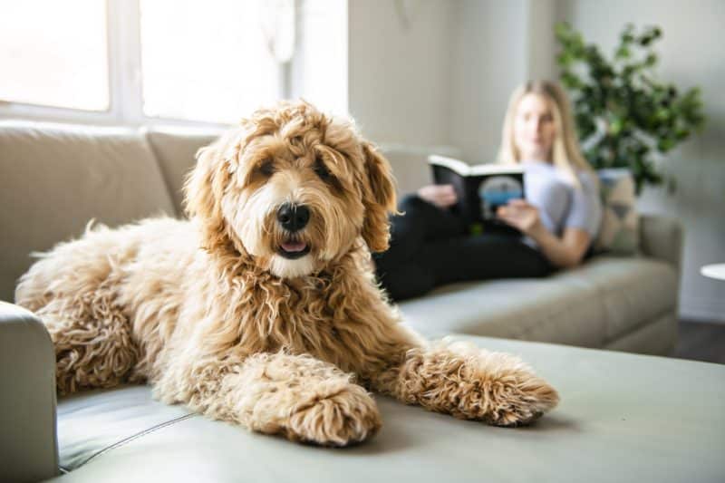 Woman with his Golden Labradoodle dog reading at home Une femme avec son chien Golden Labradoodle en train de lire à la maison.