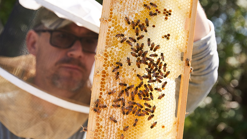 L'apiculture urbaine de Griesbach