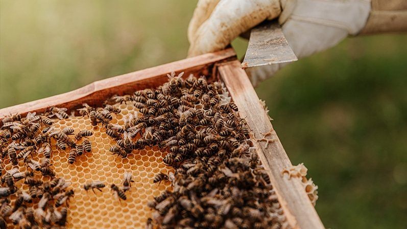 ruches avec nid d'abeilles