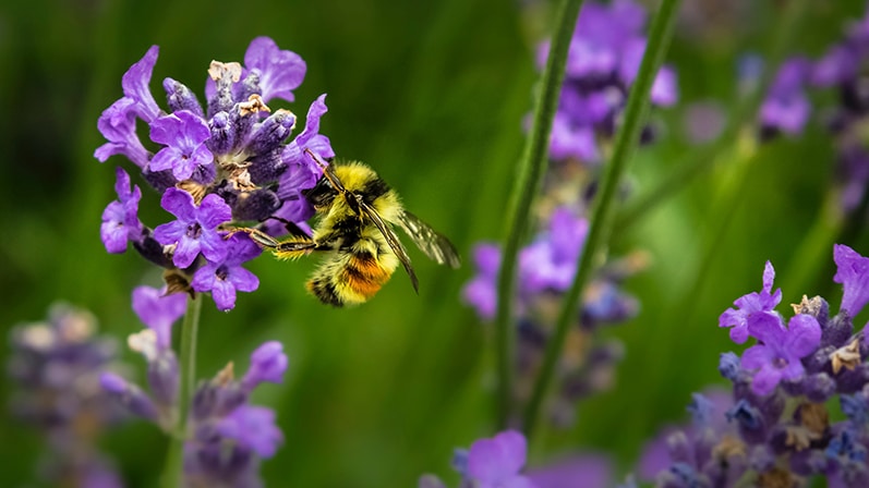 abeille avec fleur violette