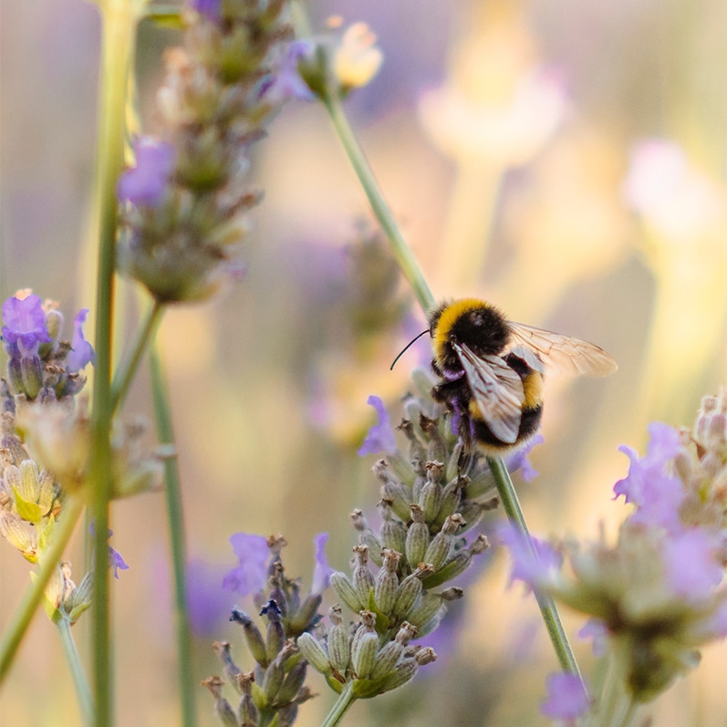 Quelques faits intéressants sur les abeilles domestiques à Griesbach