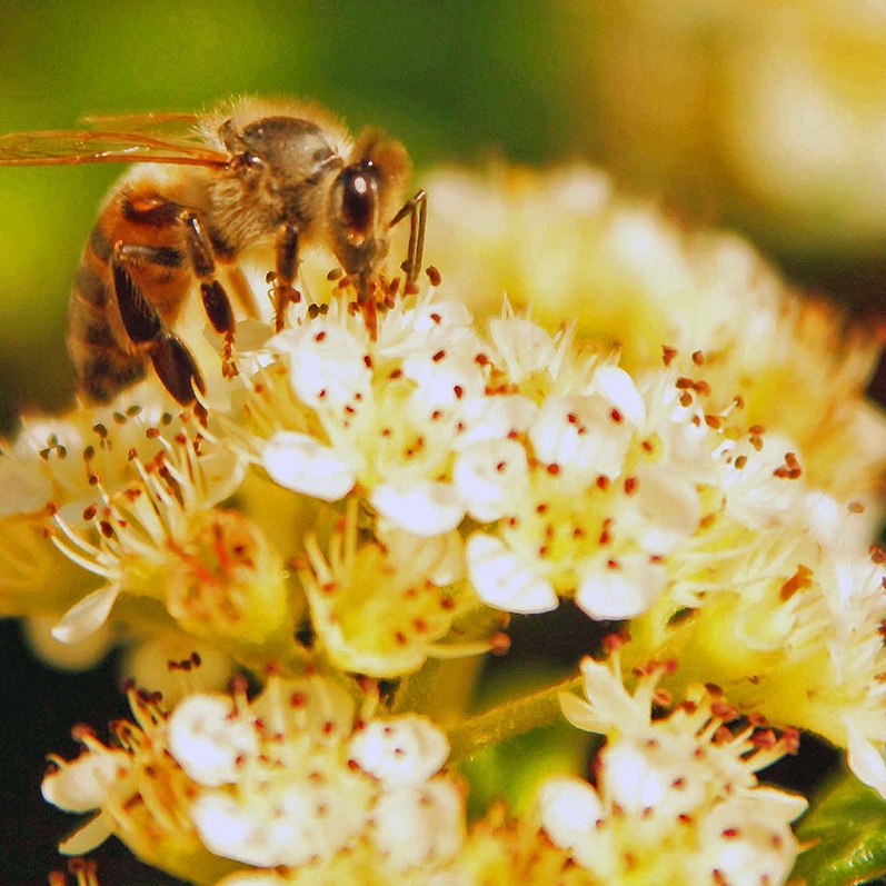 pollinating bee