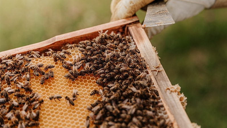 Installer une ruche d'abeilles chez soi : tout ce qu'il faut