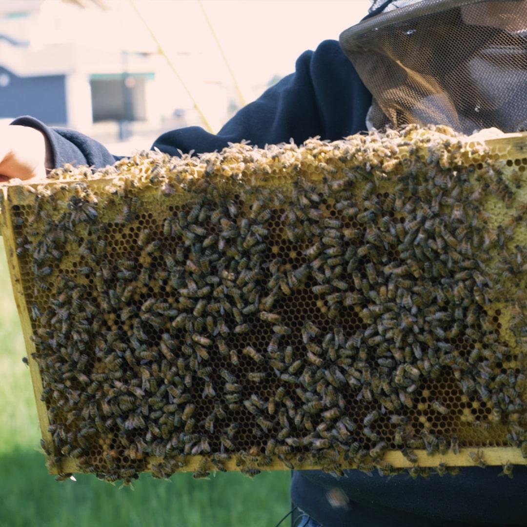 An urban beehive