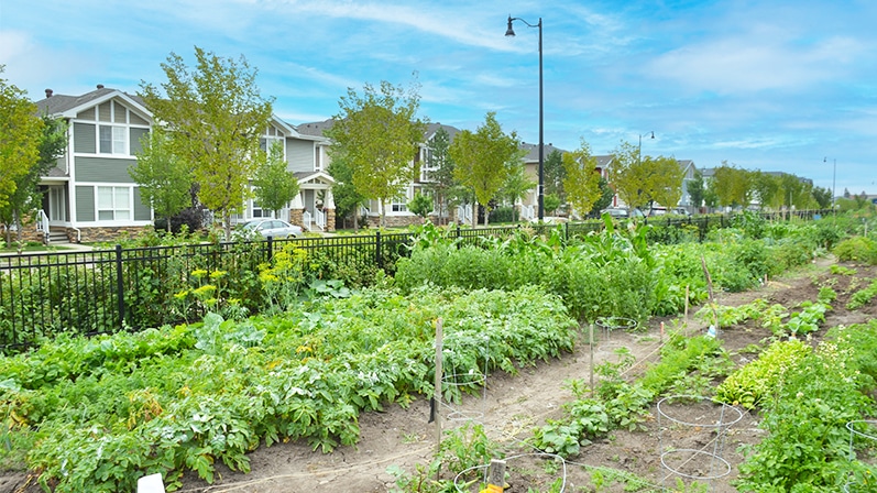 Griesbach’s community garden in full bloom