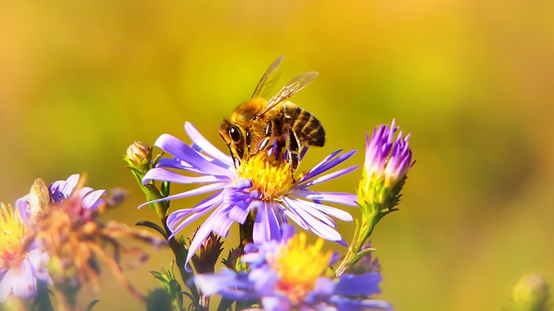 Gros plan d’abeilles sur une fleur.