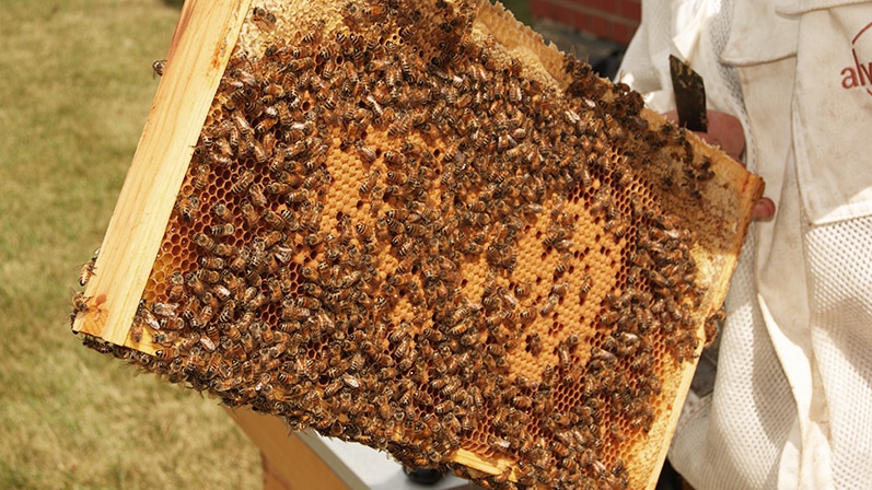 Part of a beehive covered in mature bees