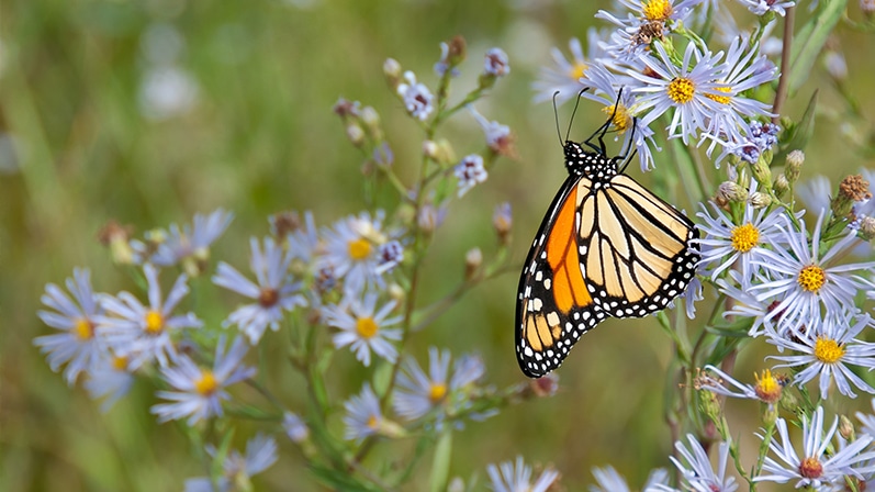 Des papillons et des fleurs aux alentours