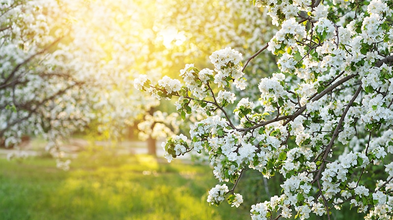 Trees that are covered in flowers