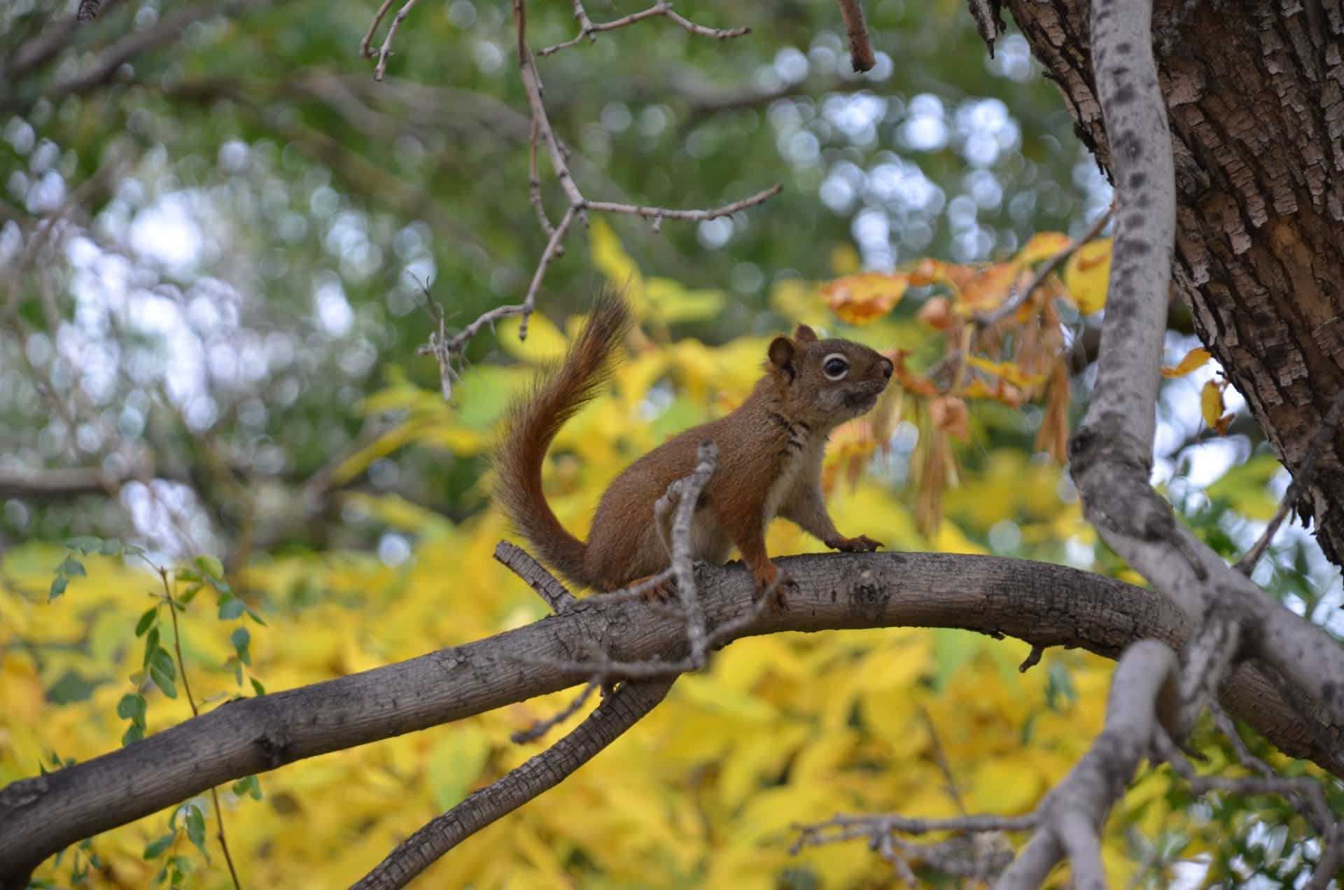 Squirrel in a tree in fall / Écureuil dans un arbre en automne