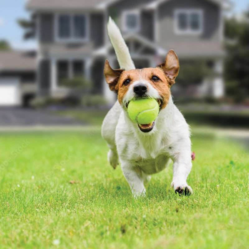 Happy dog in a front yard of a home / Chien heureux dans la cour d'une maison